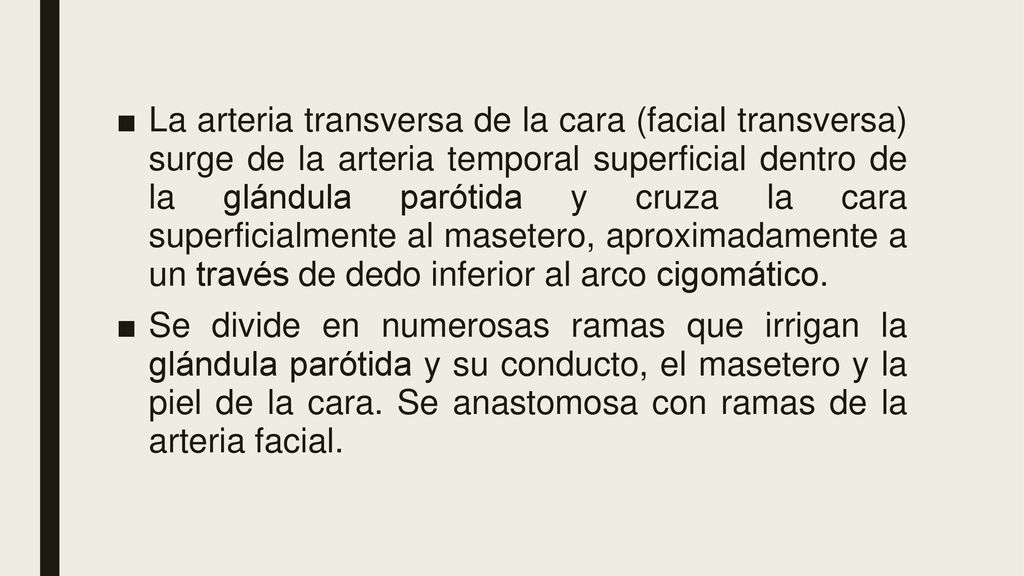 La arteria transversa de la cara (facial transversa) surge de la arteria temporal superficial dentro de la glándula parótida y cruza la cara superficialmente al masetero, aproximadamente a un través de dedo inferior al arco cigomático.