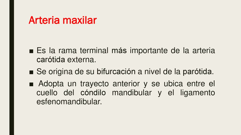 Arteria maxilar Es la rama terminal más importante de la arteria carótida externa. Se origina de su bifurcación a nivel de la parótida.