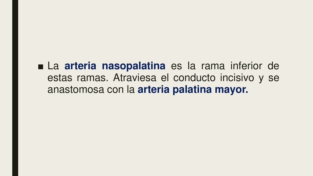 La arteria nasopalatina es la rama inferior de estas ramas