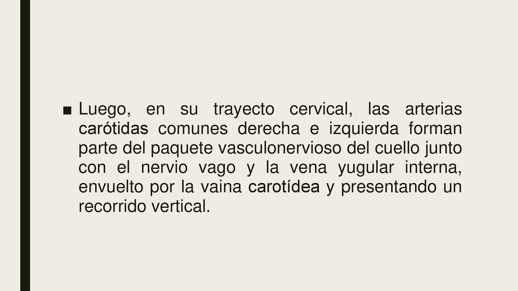 Luego, en su trayecto cervical, las arterias carótidas comunes derecha e izquierda forman parte del paquete vasculonervioso del cuello junto con el nervio vago y la vena yugular interna, envuelto por la vaina carotídea y presentando un recorrido vertical.