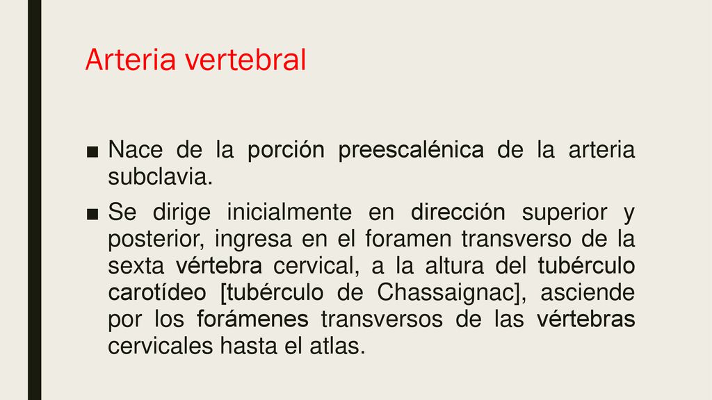 Arteria vertebral Nace de la porción preescalénica de la arteria subclavia.