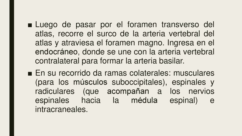 Luego de pasar por el foramen transverso del atlas, recorre el surco de la arteria vertebral del atlas y atraviesa el foramen magno. Ingresa en el endocráneo, donde se une con la arteria vertebral contralateral para formar la arteria basilar.