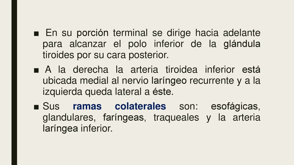 En su porción terminal se dirige hacia adelante para alcanzar el polo inferior de la glándula tiroides por su cara posterior.
