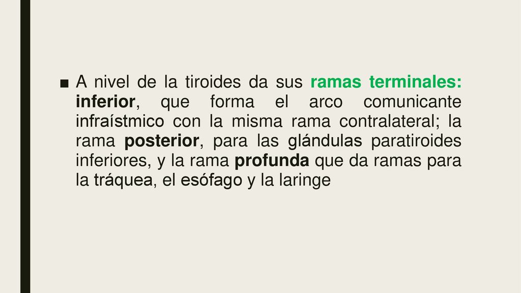 A nivel de la tiroides da sus ramas terminales: inferior, que forma el arco comunicante infraístmico con la misma rama contralateral; la rama posterior, para las glándulas paratiroides inferiores, y la rama profunda que da ramas para la tráquea, el esófago y la laringe