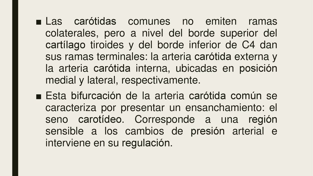 Las carótidas comunes no emiten ramas colaterales, pero a nivel del borde superior del cartílago tiroides y del borde inferior de C4 dan sus ramas terminales: la arteria carótida externa y la arteria carótida interna, ubicadas en posición medial y lateral, respectivamente.