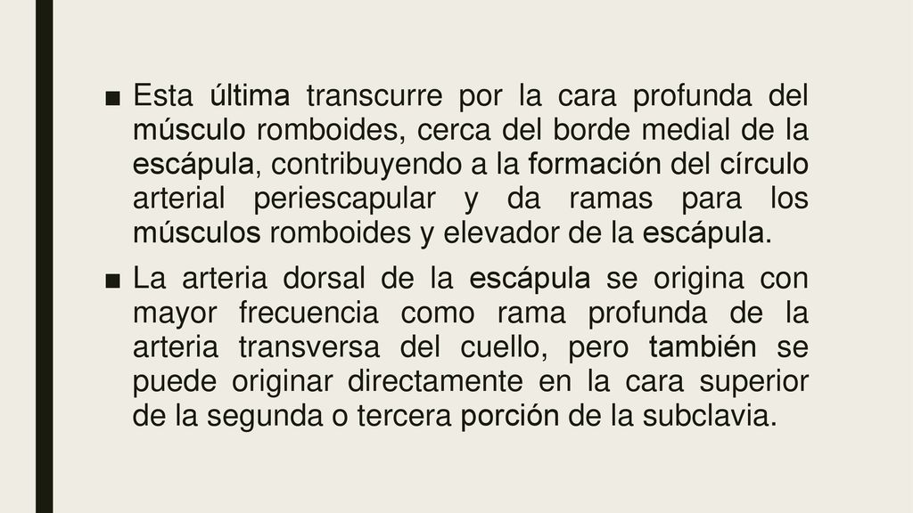 Esta última transcurre por la cara profunda del músculo romboides, cerca del borde medial de la escápula, contribuyendo a la formación del círculo arterial periescapular y da ramas para los músculos romboides y elevador de la escápula.
