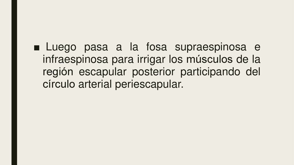 Luego pasa a la fosa supraespinosa e infraespinosa para irrigar los músculos de la región escapular posterior participando del círculo arterial periescapular.