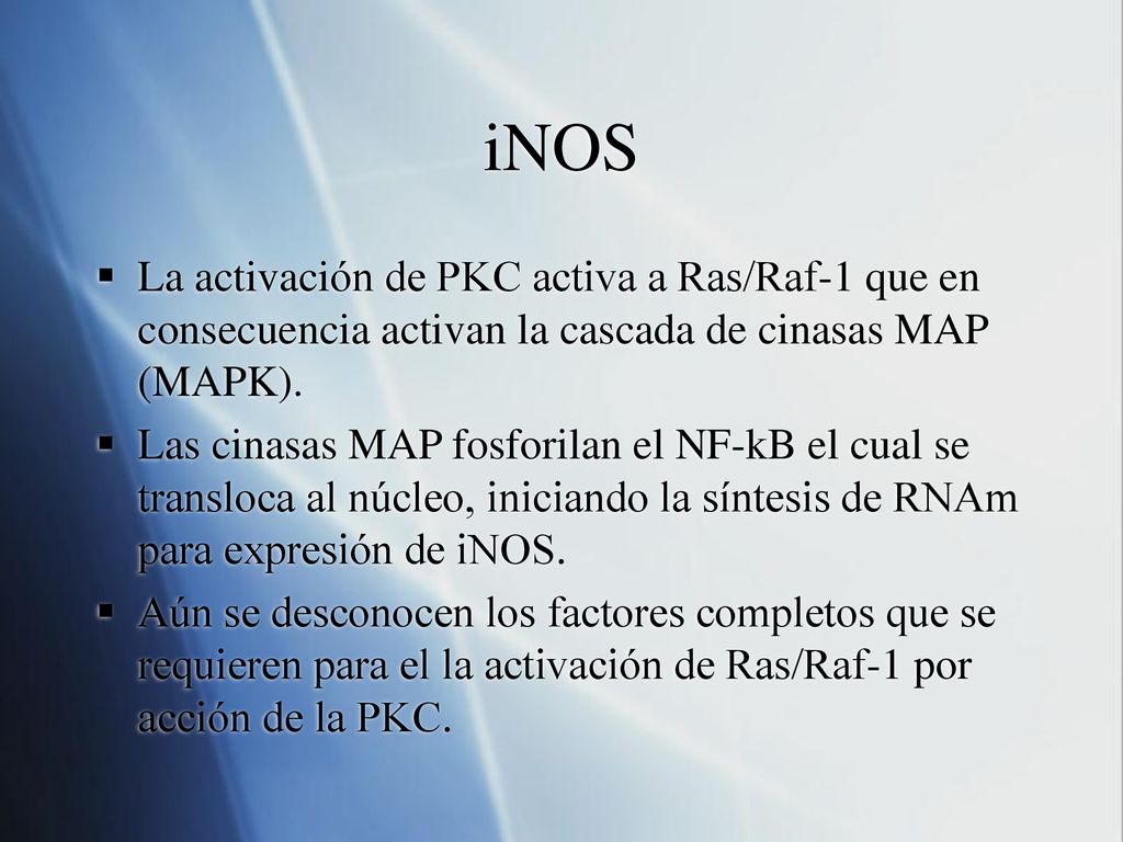 iNOS La activación de PKC activa a Ras/Raf-1 que en consecuencia activan la cascada de cinasas MAP (MAPK).