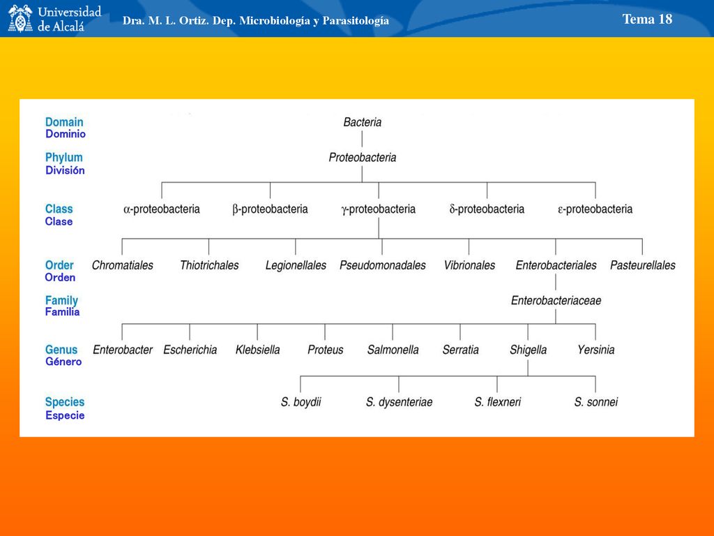 Tema 18 Dra. M. L. Ortiz. Dep. Microbiología y Parasitología Dominio