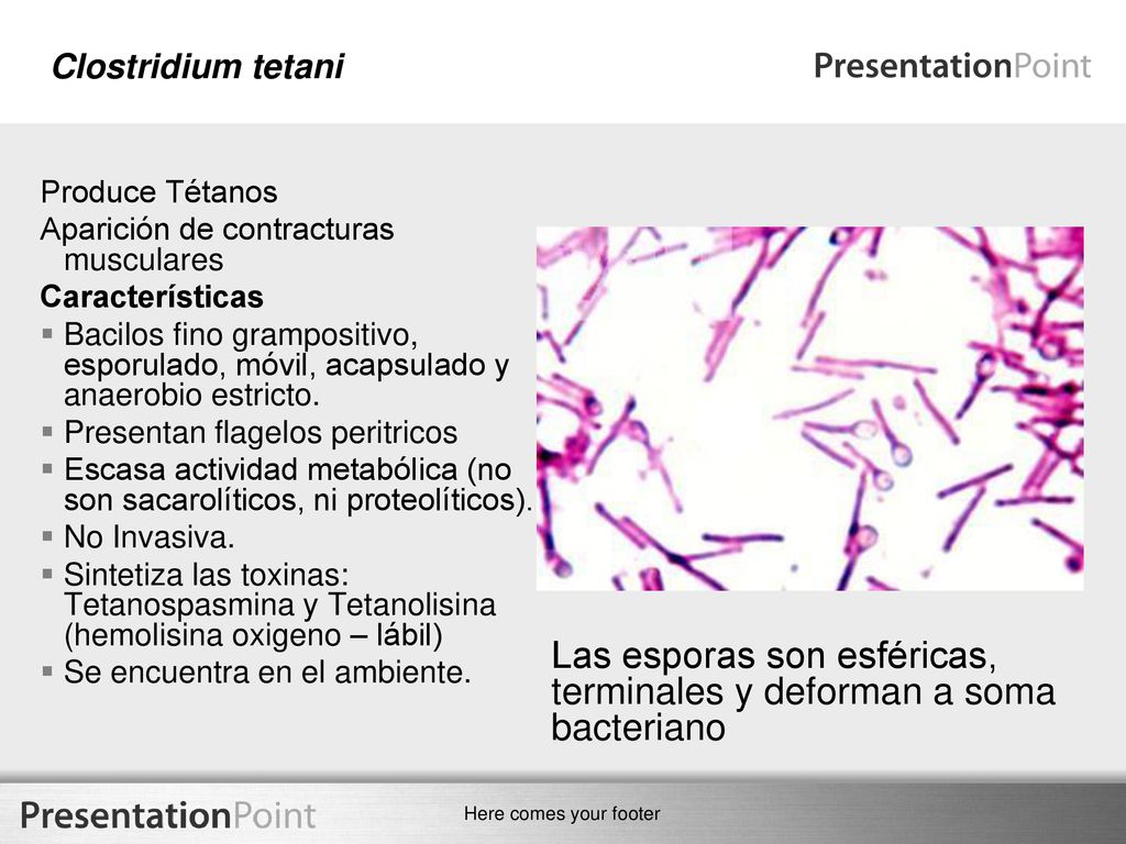 Las esporas son esféricas, terminales y deforman a soma bacteriano