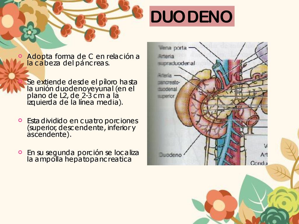 DUODENO Adopta forma de C en relación a la cabeza del páncreas.