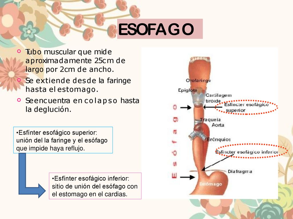 ESOFAGO  Tu bo muscular que mide aproximadamente 25cm de largo por 2cm de ancho. Se extiende des de la faringe hasta el estomago.