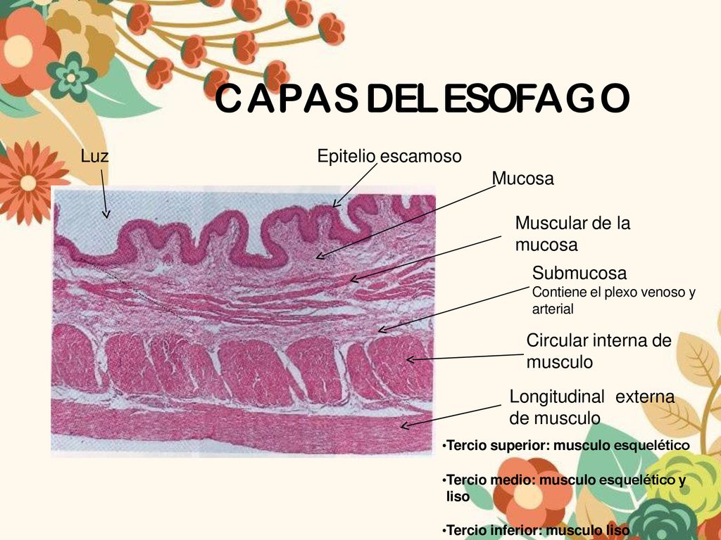 CAPAS DEL ESOFAGO Luz Epitelio escamoso Mucosa Muscular de la mucosa