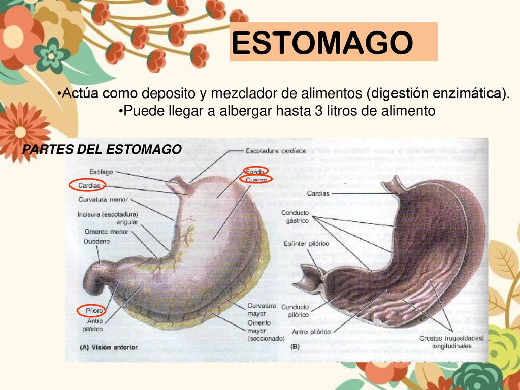 ESTOMAGO Actúa como deposito y mezclador de alimentos (digestión enzimática). Puede llegar a albergar hasta 3 litros de alimento.