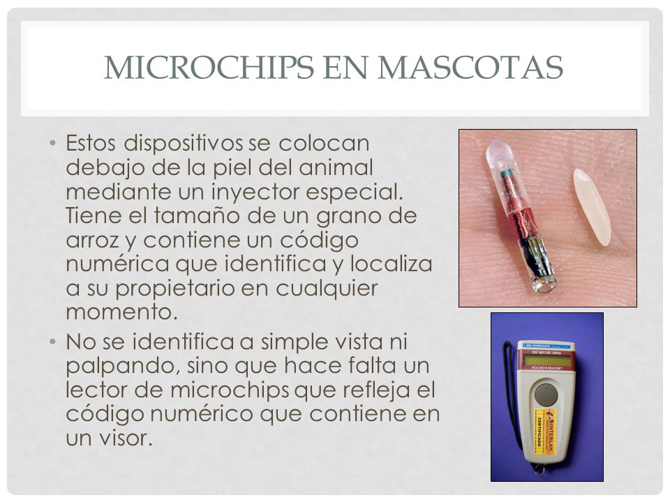 Microchips en mascotas