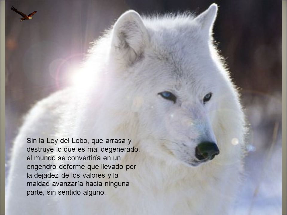 Sin la Ley del Lobo, que arrasa y destruye lo que es mal degenerado, el mundo se convertiría en un engendro deforme que llevado por la dejadez de los valores y la maldad avanzaría hacia ninguna parte, sin sentido alguno.