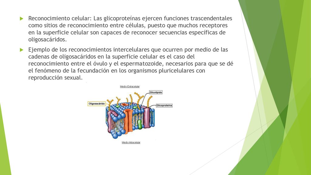 Reconocimiento celular: Las glicoproteínas ejercen funciones trascendentales como sitios de reconocimiento entre células, puesto que muchos receptores en la superficie celular son capaces de reconocer secuencias específicas de oligosacáridos.