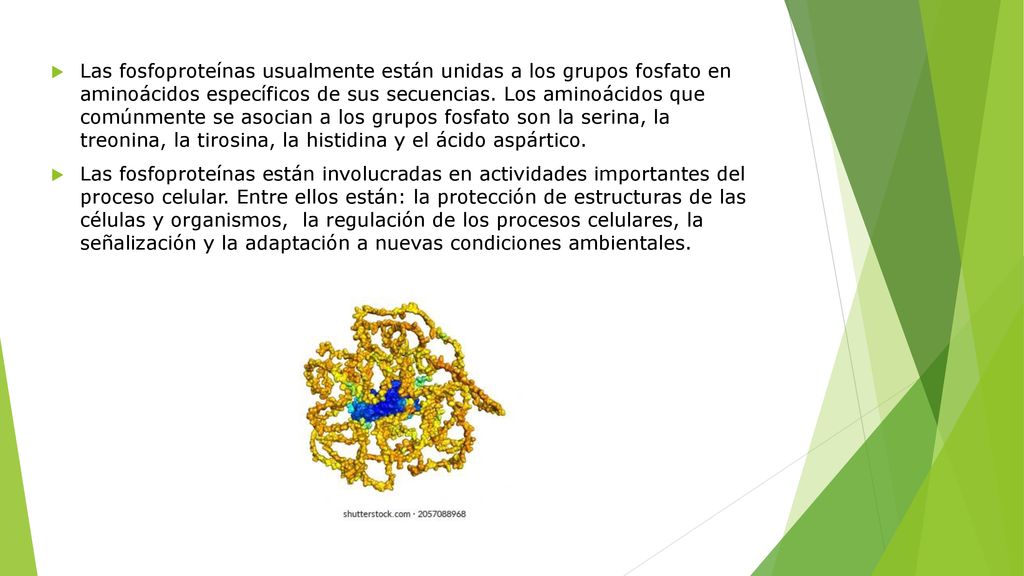 Las fosfoproteínas usualmente están unidas a los grupos fosfato en aminoácidos específicos de sus secuencias. Los aminoácidos que comúnmente se asocian a los grupos fosfato son la serina, la treonina, la tirosina, la histidina y el ácido aspártico.