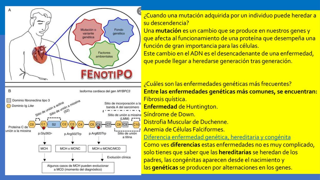 ENFERMEDAD GENETICA ¿Cuando una mutación adquirida por un individuo puede heredar a su descendencia