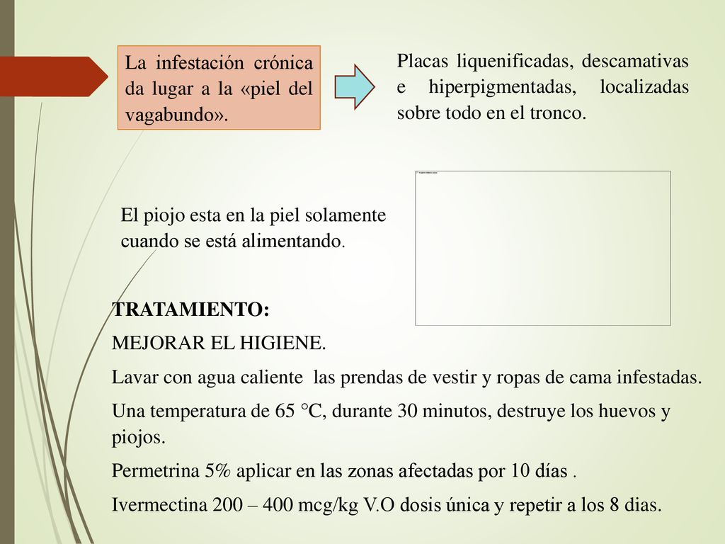 La infestación crónica da lugar a la «piel del vagabundo».