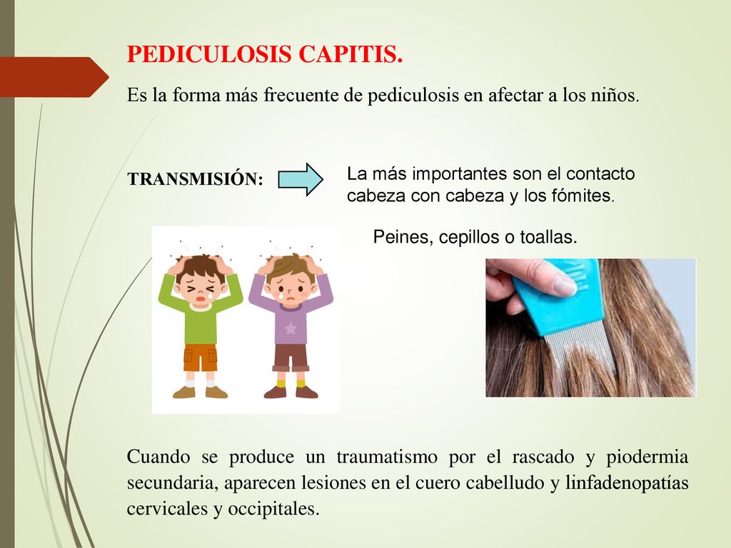 PEDICULOSIS CAPITIS. Es la forma más frecuente de pediculosis en afectar a los niños.