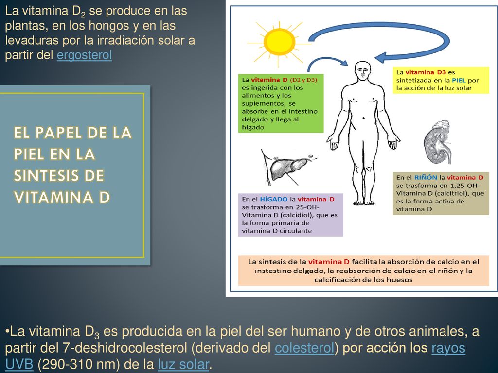 EL PAPEL DE LA PIEL EN LA SINTESIS DE VITAMINA D