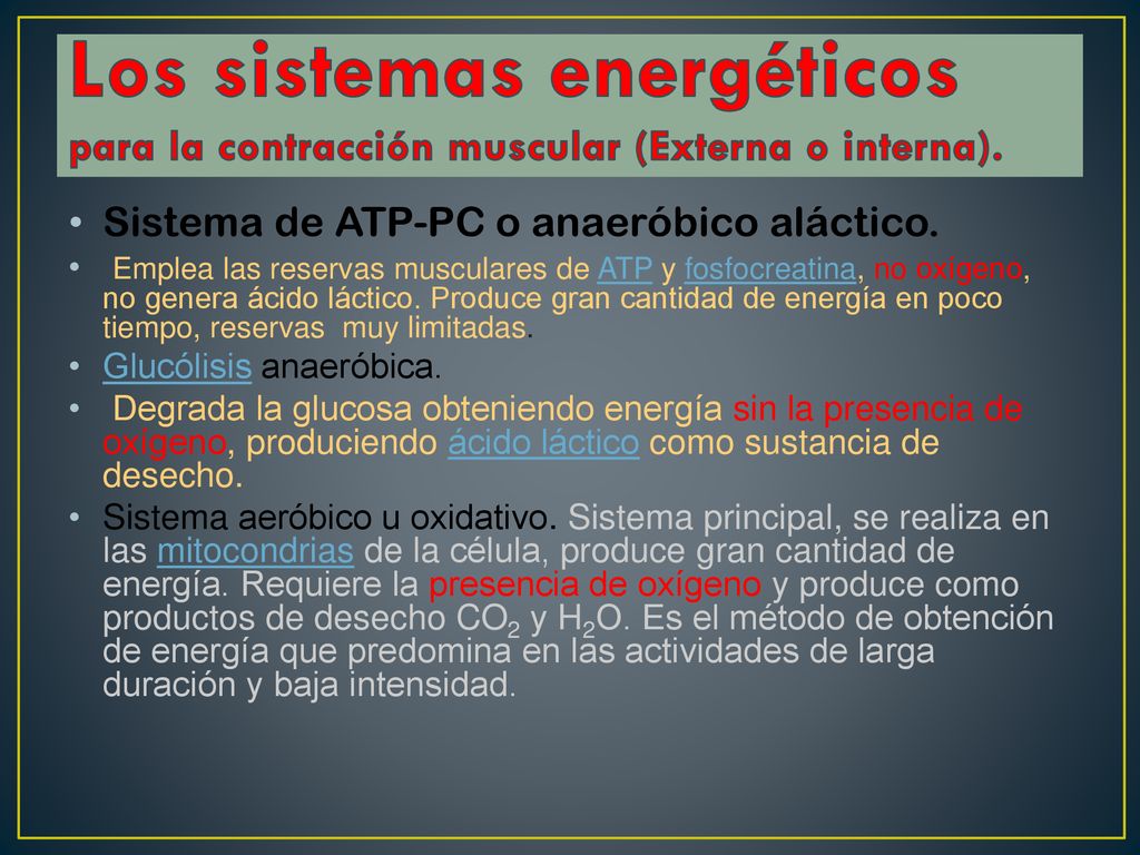Los sistemas energéticos para la contracción muscular (Externa o interna).