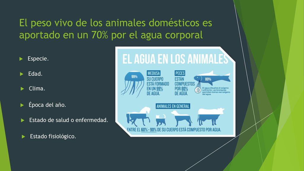 El peso vivo de los animales domésticos es aportado en un 70% por el agua corporal