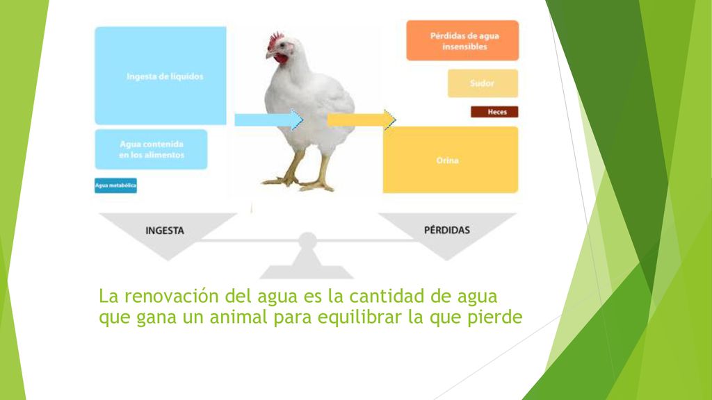 La renovación del agua es la cantidad de agua que gana un animal para equilibrar la que pierde