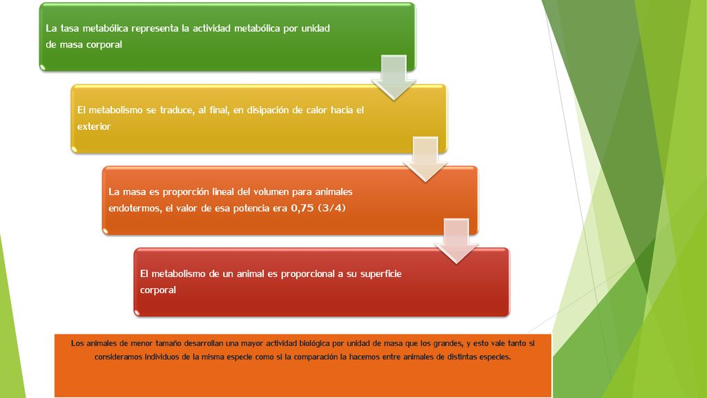 El metabolismo de un animal es proporcional a su superficie corporal