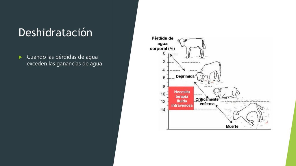 Deshidratación Cuando las pérdidas de agua exceden las ganancias de agua