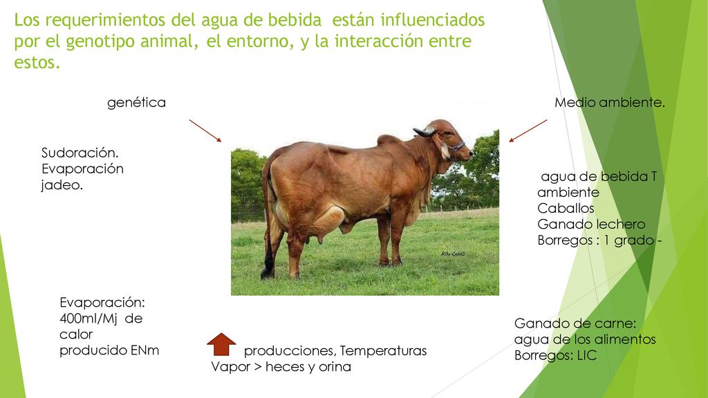 Los requerimientos del agua de bebida están influenciados por el genotipo animal, el entorno, y la interacción entre estos.