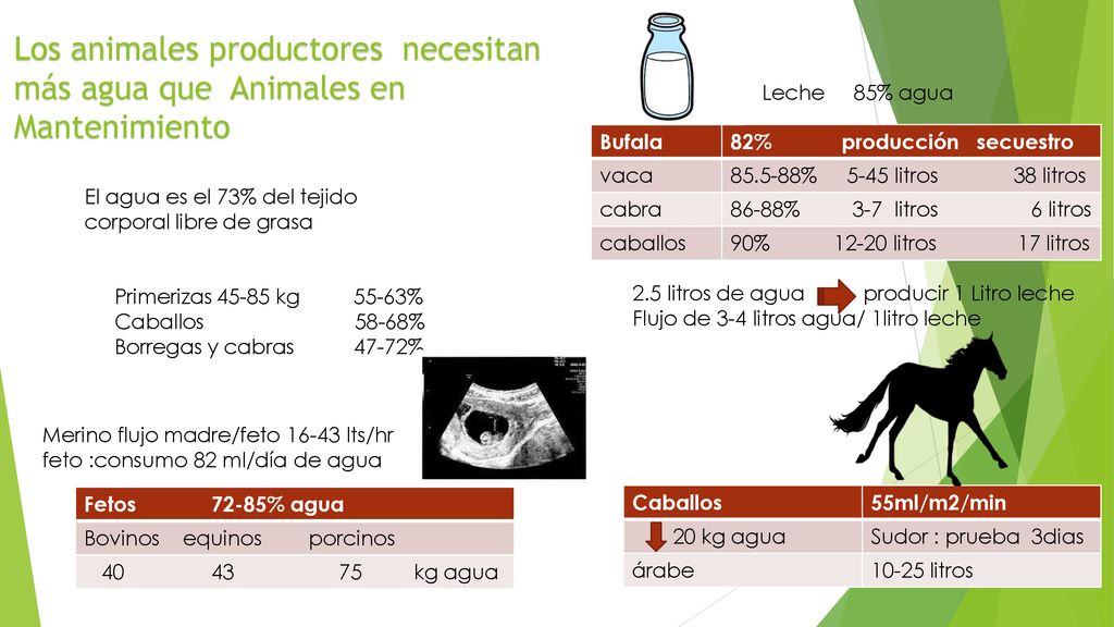 Los animales productores necesitan más agua que Animales en Mantenimiento