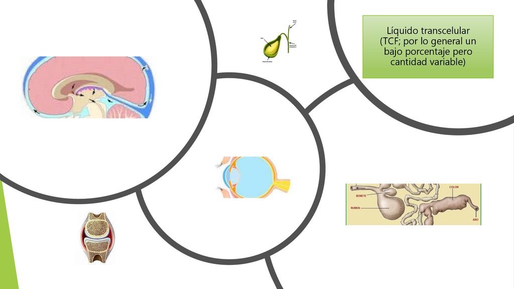 Líquido transcelular (TCF; por lo general un bajo porcentaje pero cantidad variable)