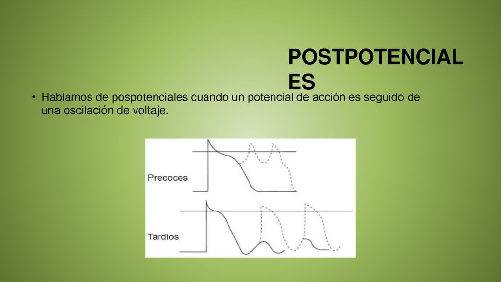 POSTPOTENCIAL ES Hablamos de pospotenciales cuando un potencial de acción es seguido de.