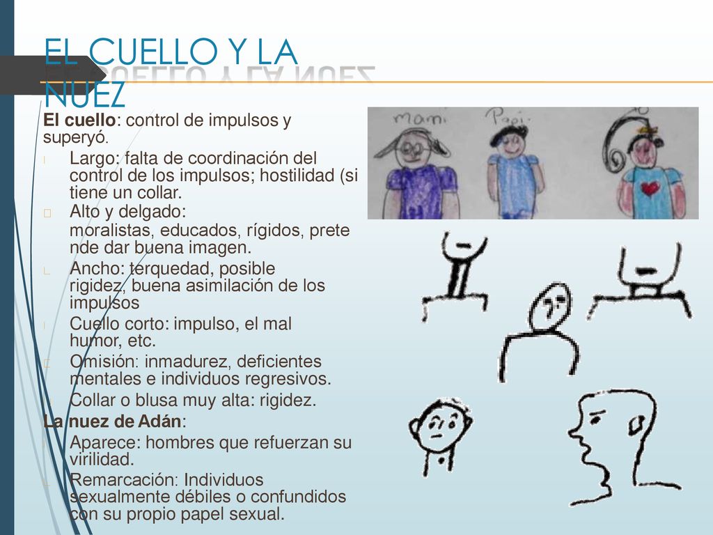 EL CUELLO Y LA NUEZ El cuello: control de impulsos y superyó.