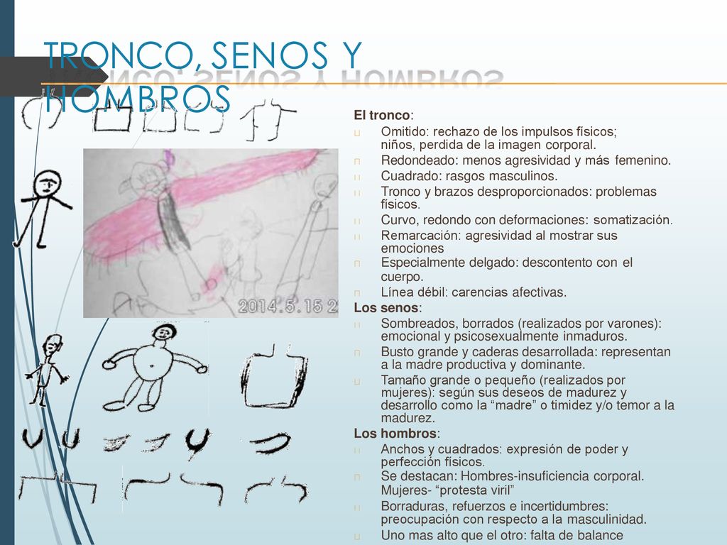 TRONCO, SENOS Y HOMBROS El tronco: cuerpo. Los senos: Los hombros: