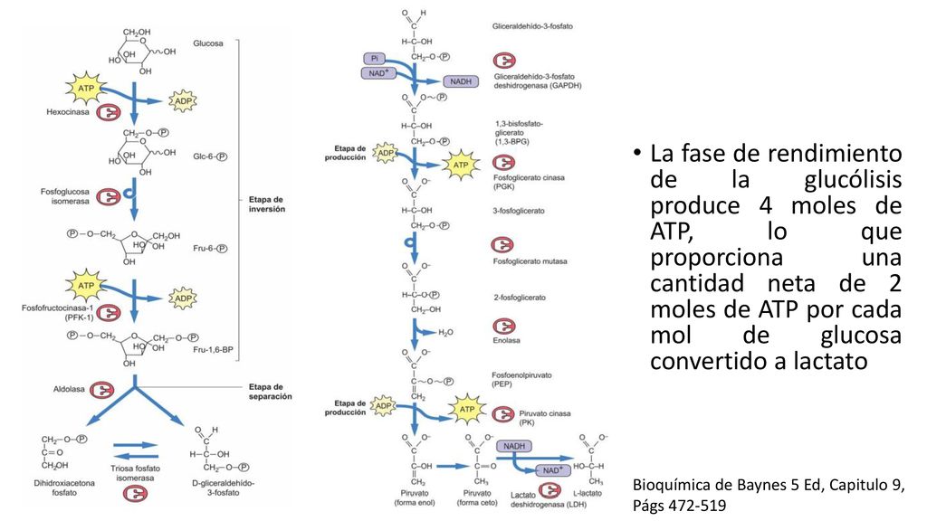 La fase de rendimiento de la glucólisis produce 4 moles de ATP, lo que proporciona una cantidad neta de 2 moles de ATP por cada mol de glucosa convertido a lactato