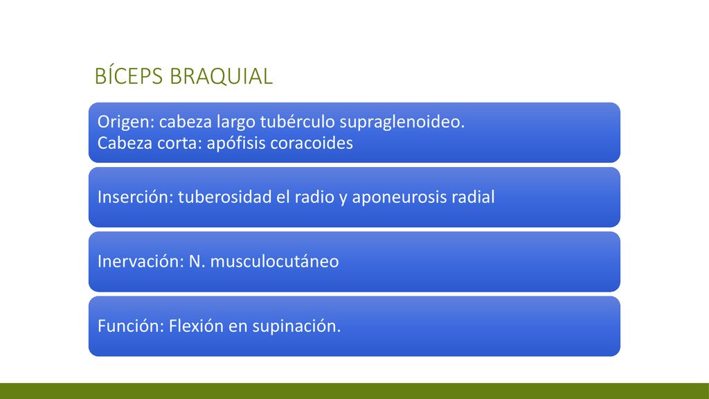 Bíceps braquial Origen: cabeza largo tubérculo supraglenoideo. Cabeza corta: apófisis coracoides.