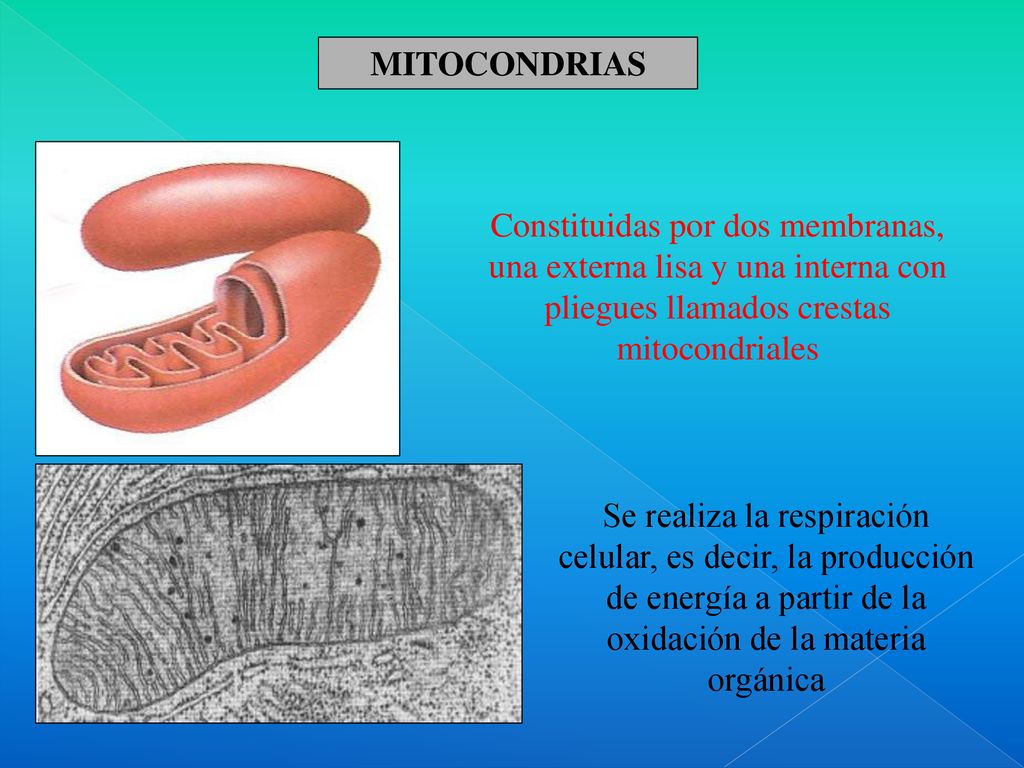 MITOCONDRIAS Constituidas por dos membranas, una externa lisa y una interna con pliegues llamados crestas mitocondriales.
