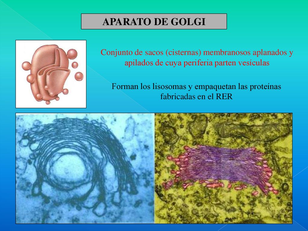 Forman los lisosomas y empaquetan las proteínas fabricadas en el RER