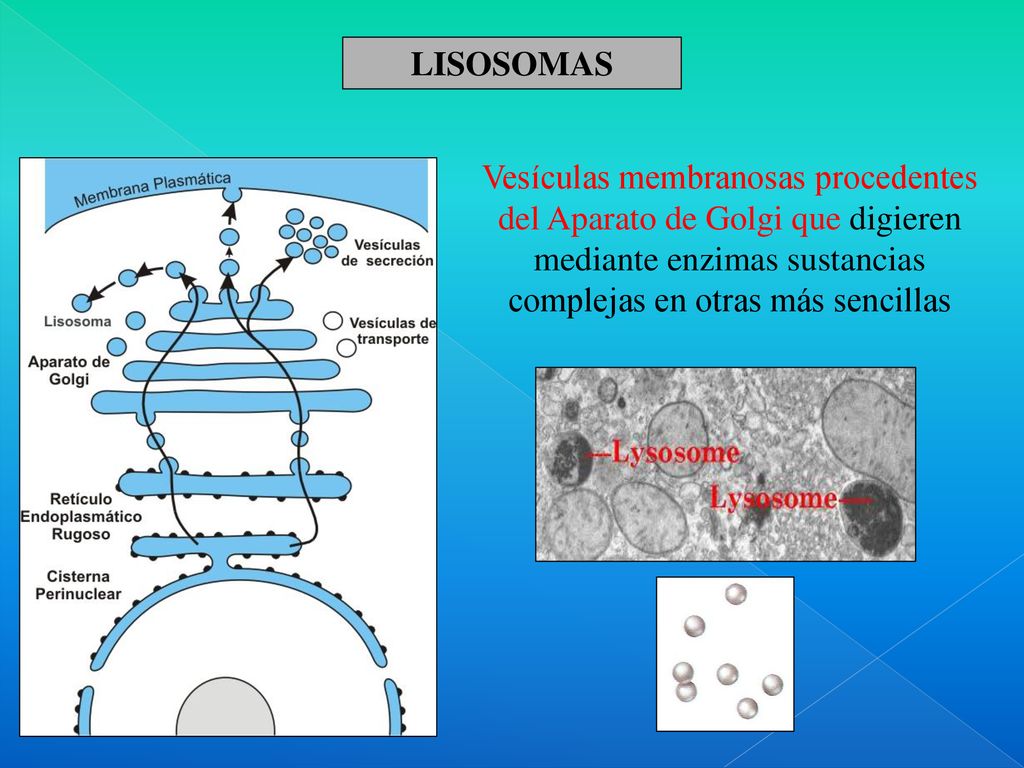 LISOSOMAS Vesículas membranosas procedentes del Aparato de Golgi que digieren mediante enzimas sustancias complejas en otras más sencillas.