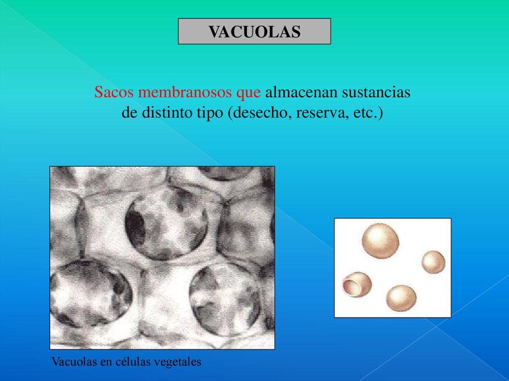 VACUOLAS Sacos membranosos que almacenan sustancias de distinto tipo (desecho, reserva, etc.) Vacuolas en células vegetales.