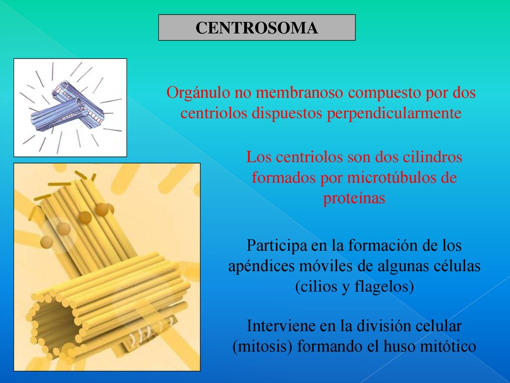 Interviene en la división celular (mitosis) formando el huso mitótico