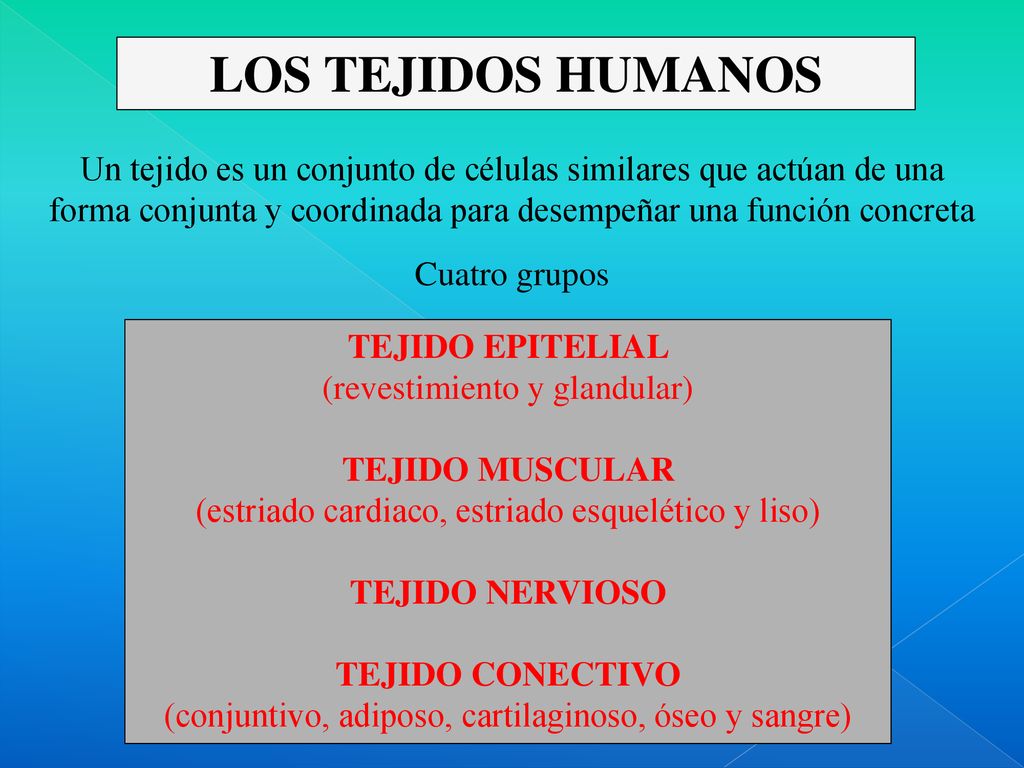 LOS TEJIDOS HUMANOS Un tejido es un conjunto de células similares que actúan de una forma conjunta y coordinada para desempeñar una función concreta.