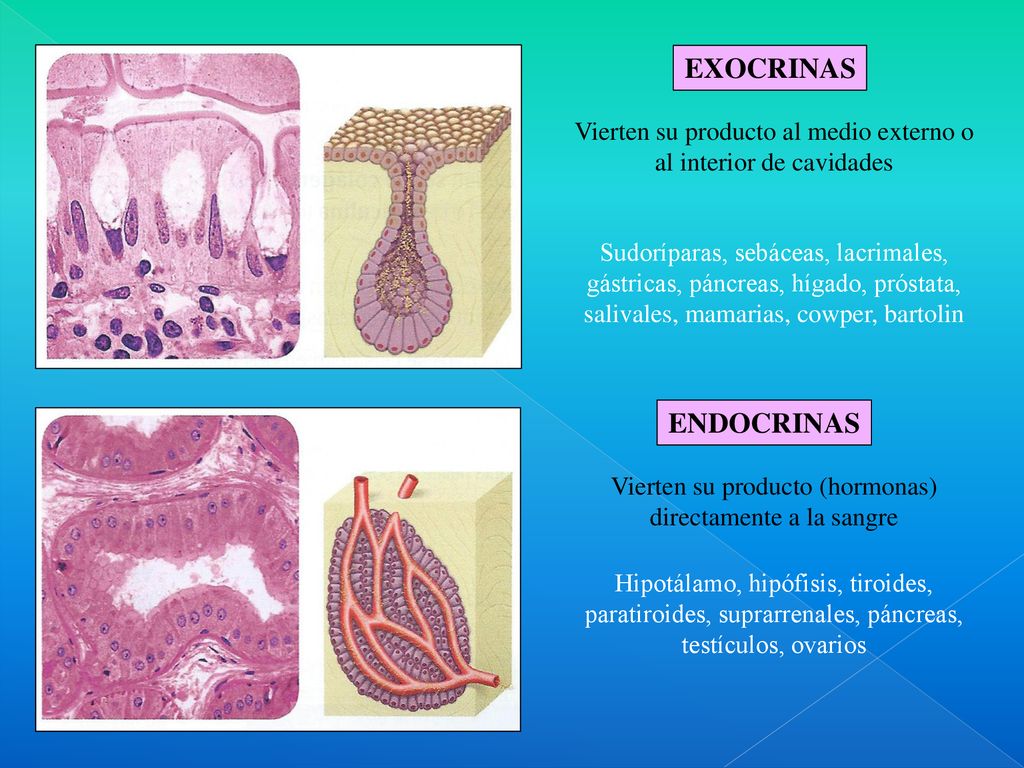 EXOCRINAS Vierten su producto al medio externo o al interior de cavidades.