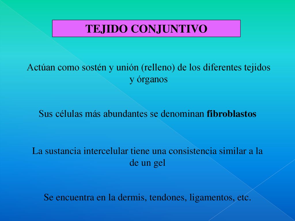 TEJIDO CONJUNTIVO Actúan como sostén y unión (relleno) de los diferentes tejidos y órganos. Sus células más abundantes se denominan fibroblastos.
