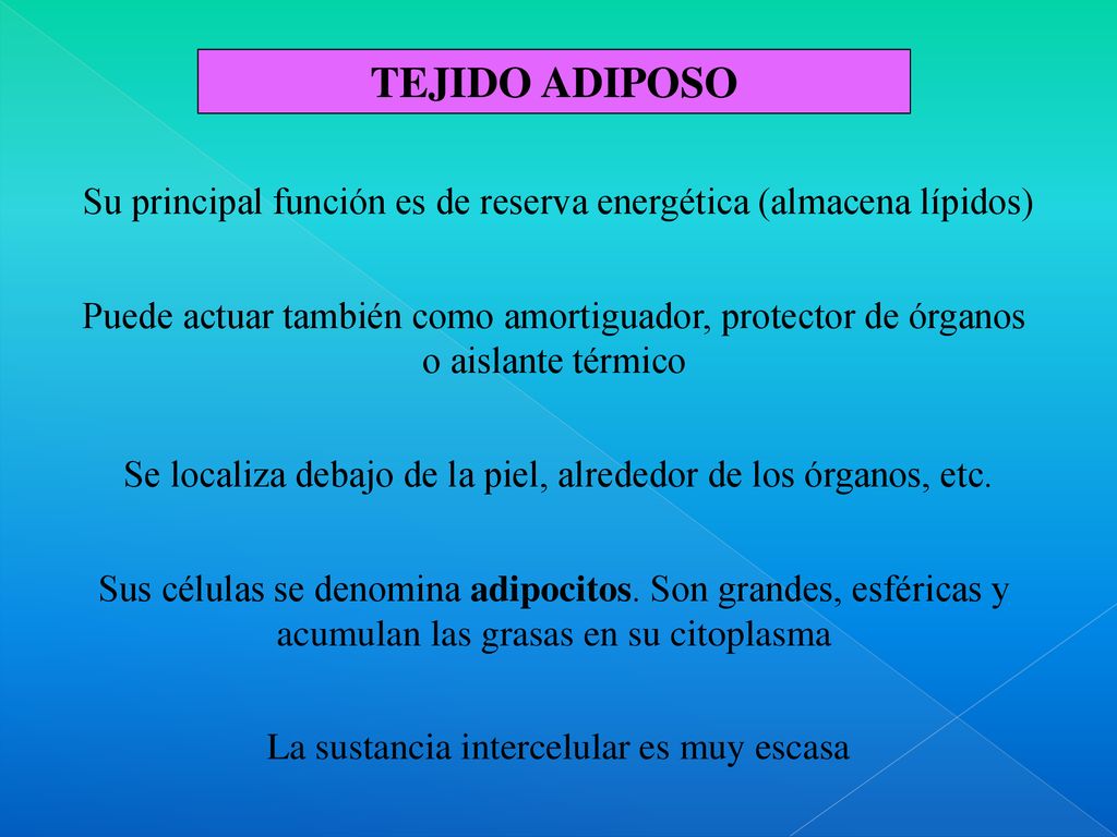 TEJIDO ADIPOSO Su principal función es de reserva energética (almacena lípidos)