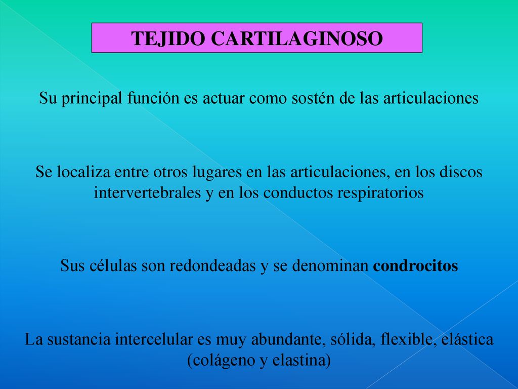 TEJIDO CARTILAGINOSO Su principal función es actuar como sostén de las articulaciones.