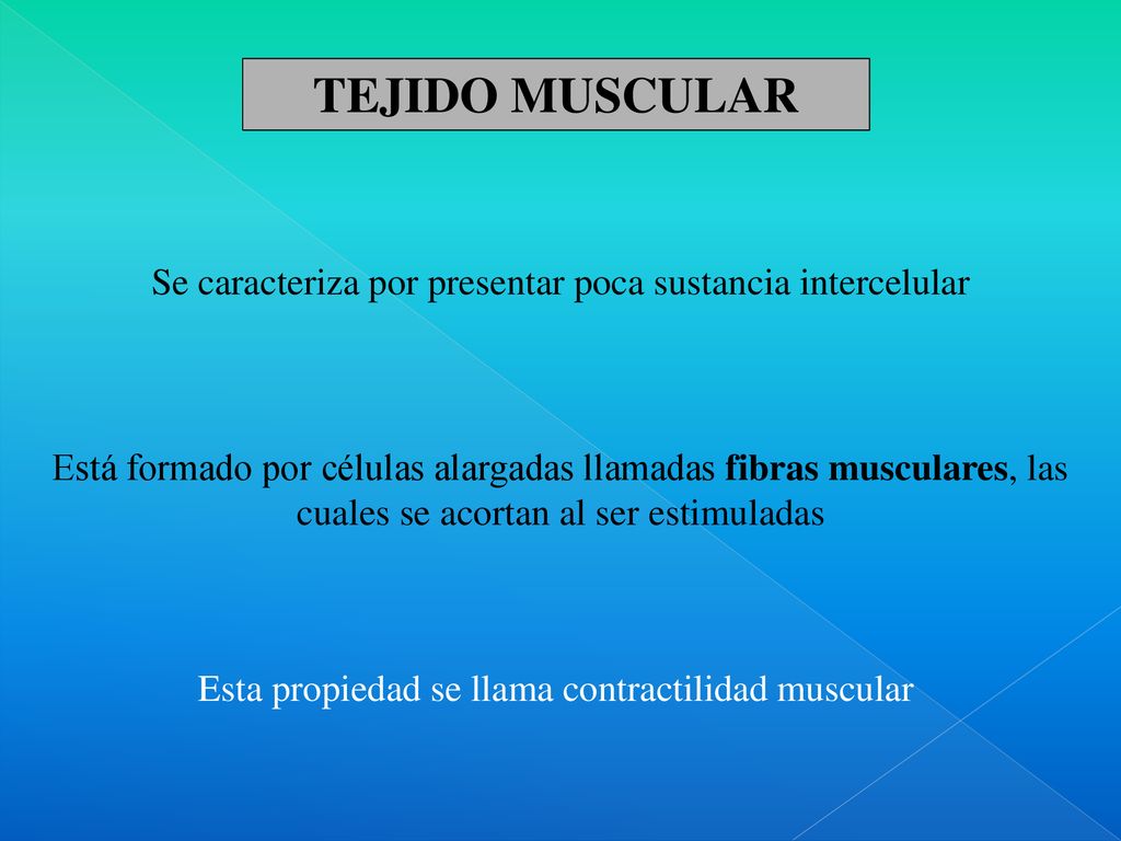 TEJIDO MUSCULAR Se caracteriza por presentar poca sustancia intercelular.